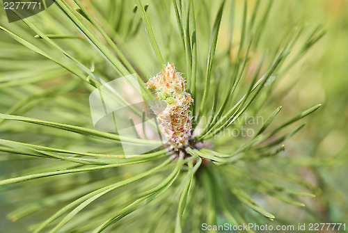 Image of A conifer tree