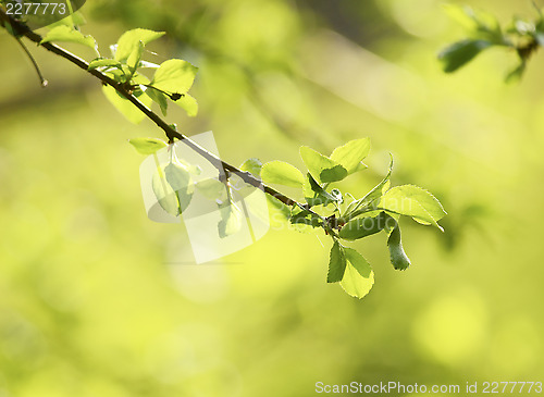 Image of spring background