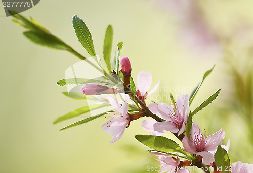 Image of Flowers of cherry