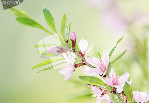 Image of Sakura