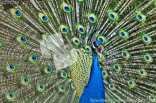 Image of Screaming Peacock