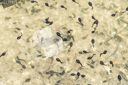 Image of tadpoles in a lake