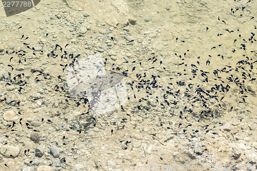 Image of swarm of tadpoles