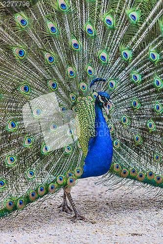 Image of Screaming Peacock