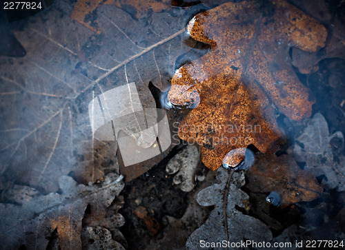Image of Last year's leaves in the melted water.