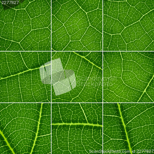 Image of Green backgrounds set. Oak leaf closeup, super macro.