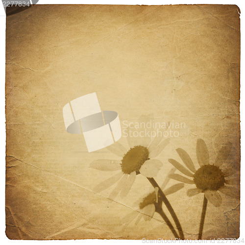 Image of Vintage chamomile flowers background. Isolated on white.