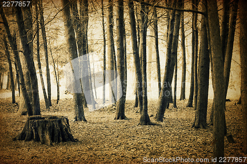 Image of Vintage forest background