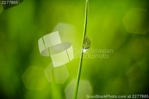 Image of fresh wet green grass closeup
