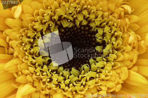 Image of Yellow flower macro