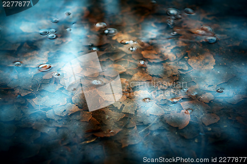 Image of Closeup shot of transparent spring creek and last year`s leaves.