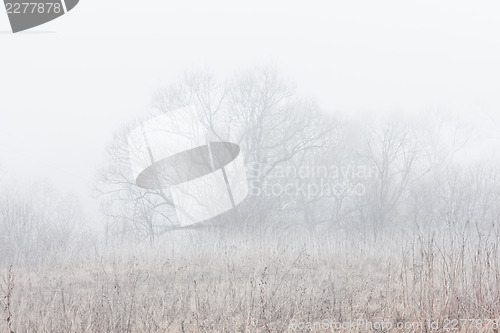 Image of Willow in mist. Tranquil morning scene.