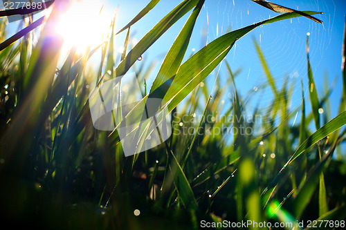 Image of Grass and spider web, covered with morning dew in sun-rays.