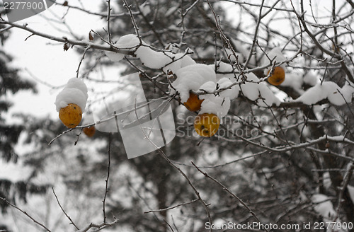 Image of Hoared apples