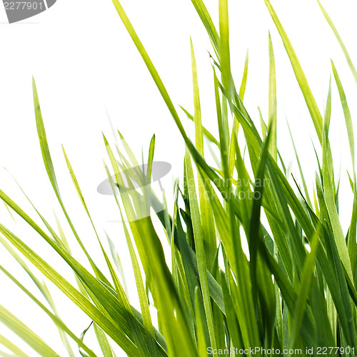 Image of Green grass