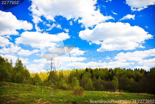 Image of Spring forest and blue sky with white clouds