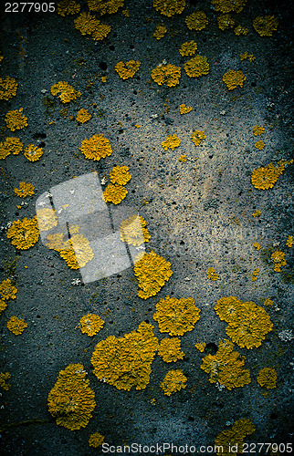 Image of Wall detail with yellow  lichen pieces