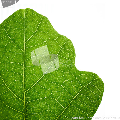 Image of Green oak leaf. Closeup, isolated.