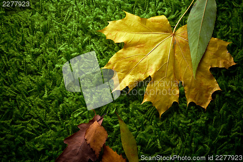 Image of Autumn fallen leaves on green carpet, conceptual shot