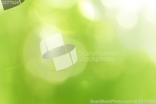 Image of Green forest bokeh 