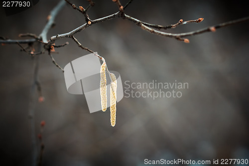 Image of Closeup on birch tree branch ending with birch seeds. Spring sea