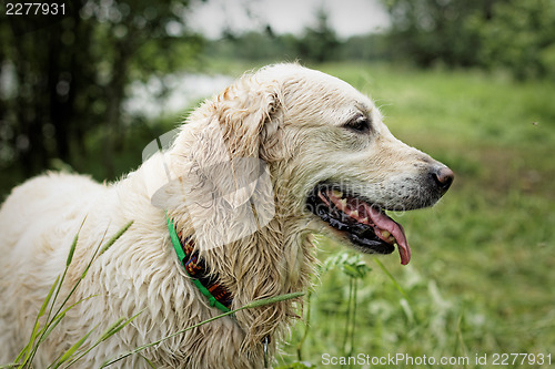 Image of Golden Retriever, female, after swimming.