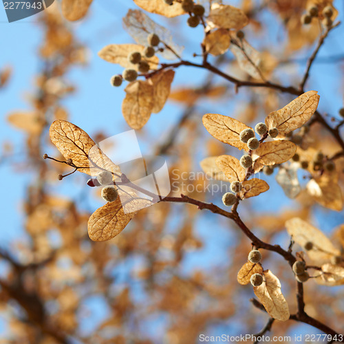 Image of Closeup on linden tree seeds. Spring season.