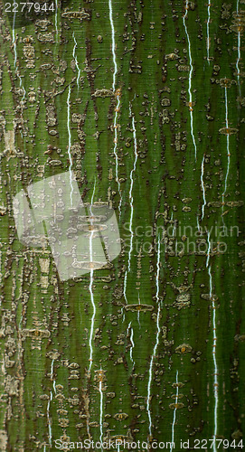 Image of Bark of young alder tree