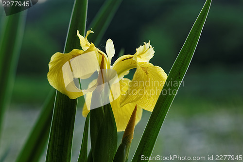 Image of Yellow iris horizontal