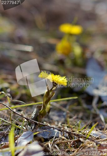 Image of First coltsfoot flowers.