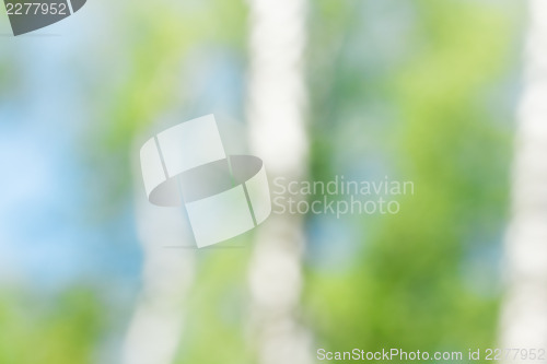 Image of Birch at spring season. Bokeh shot, may use as background. 