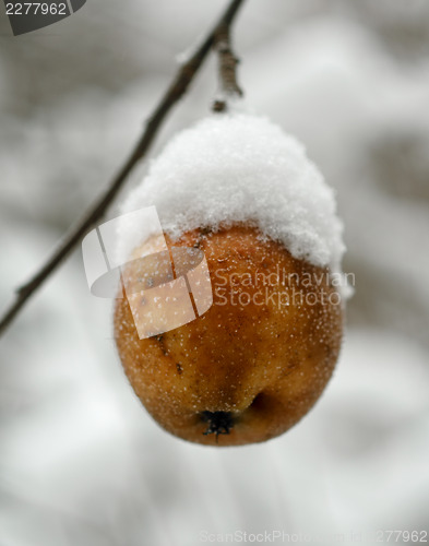 Image of Frosted apple
