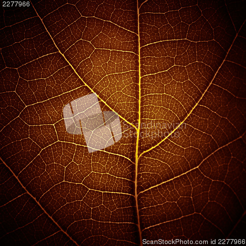 Image of abstract leaf vein texture