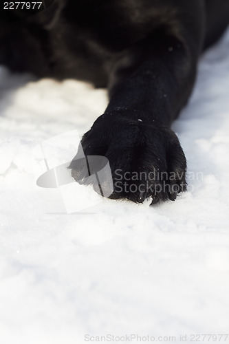 Image of Black labrador paw on snow, closeup shot.