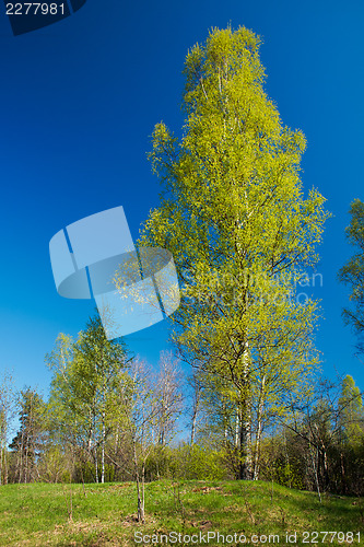 Image of Lonely birch in a forest.