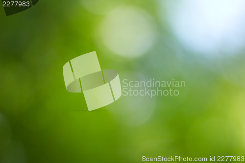Image of Summer forest defocused shot.