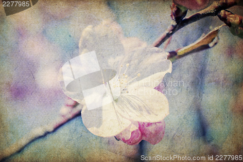 Image of Vintage sakura flowers at spring, macro