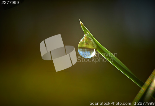 Image of Green grass with dew drop on it 