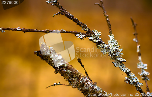 Image of Lichen (Hypogymnia physodes) growing on a branch