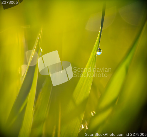 Image of Drops on a grass