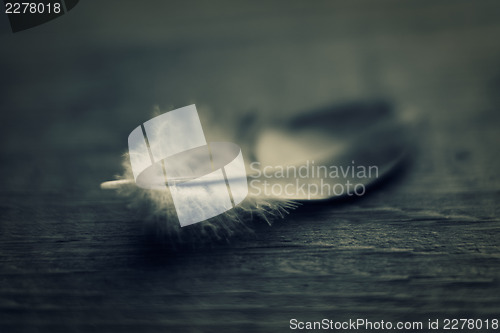 Image of Feather on wooden texture. Macro shot