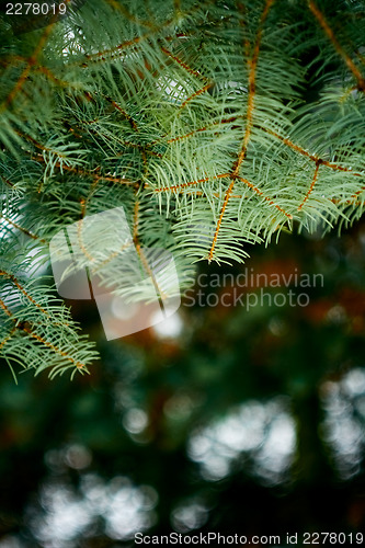 Image of Close up of spruce branch