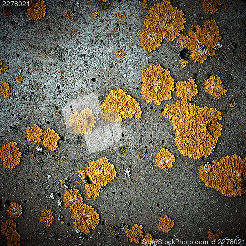 Image of Lichens on stone texture, closeup