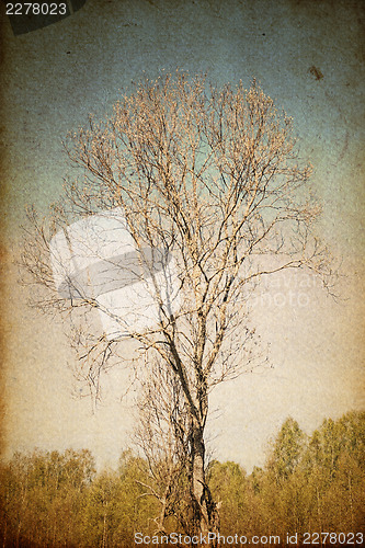 Image of Grunge photography of rural alone tree