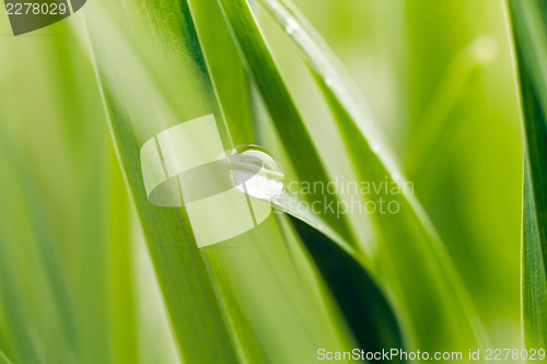 Image of Dew on grass blade, sahllow DOF