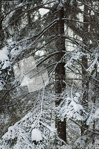 Image of Winter forest closeup shot