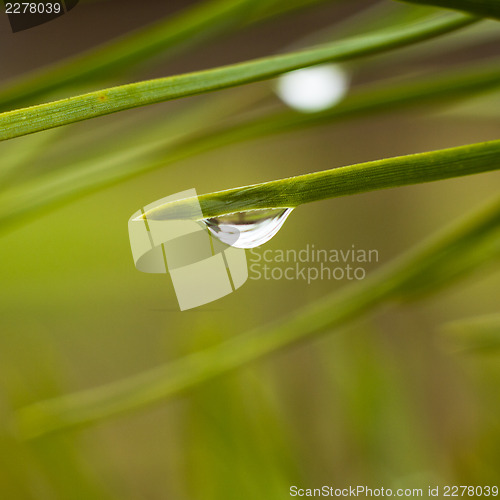 Image of Closeup on drops over a pine tree