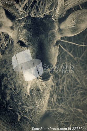 Image of Deer head. Toned closeup shot