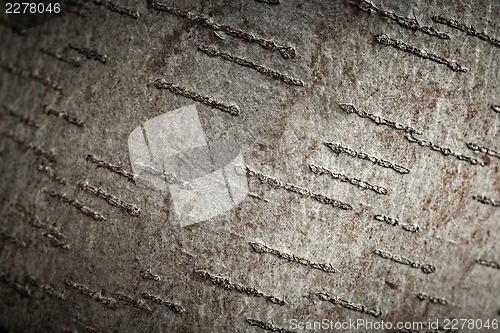 Image of Aspen tree bark texture, closeup shot.