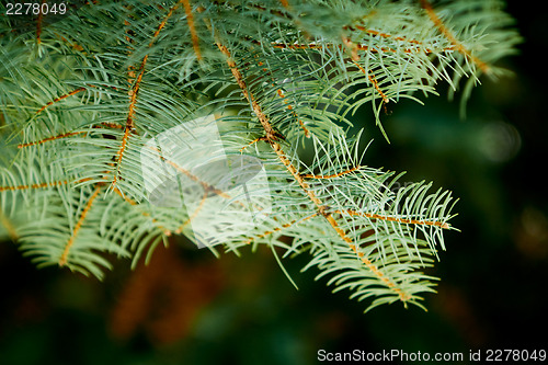 Image of Close up of spruce branch, horizontal orientation.